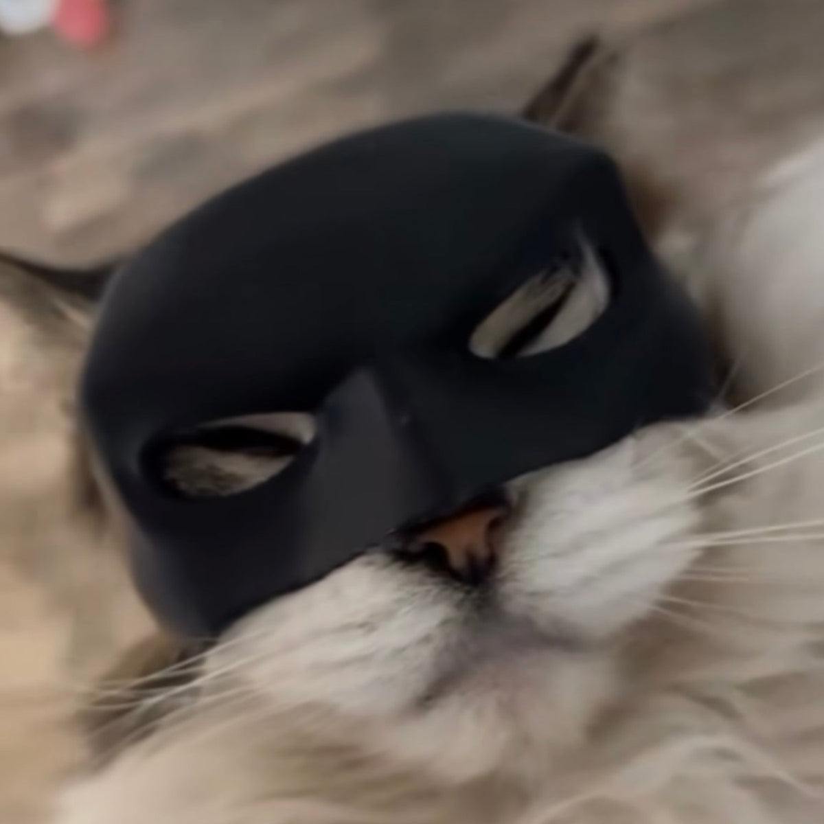 Catman store mask cowl