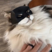 CatMan | BatCat Mask - Ready to Ship in 2-3 days - Two Moose Design